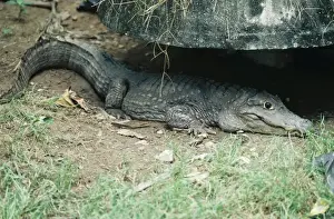 Exotic Pets For Sale Stampe: Siamese Crocodile