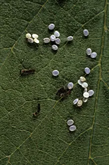 Wildlife Insects Images Stampe: Silkworm Larvae - hatching