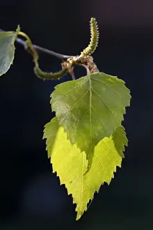 Betula Pendula Images Stampe: Silver Birch leafs