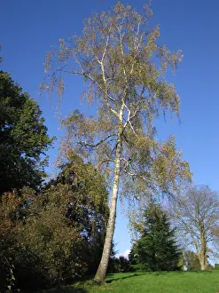 Forest Landscape Artwork Stampe: Silver Birch Tree