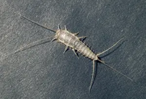 Insect Prints For Sale Stampe: Silverfish