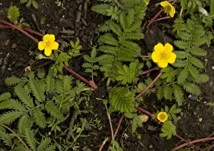 Medicinal Plants Europe Stampe: Silverweed