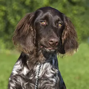 Stampe di Me-2052 Cane - Piccolo Munsterlandero Noto anche come Kleiner Munsterlander Guardacorte Vorstehhund, Heidewachtel Puntatore Stampe: Piccolo Münsterländer