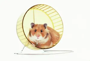 Calomyscidae Stampe: Topo di gatto - su ruota
