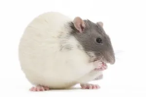 Small Pet Photography Stampe: Rat - in studio
