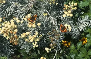 Aglais Urticae Species Stampe: Small Tortoiseshell - on senecio