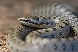Colubridae Family Snakes Stampe: Smooth Snake
