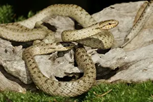 European Snake Species Stampe: Smooth Snake - pair mating