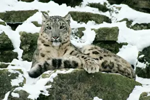 Stampe di JD-3419 Ghiaccioardo Leopardo d'India Unzia uncia Giovanni Danielli Prendere nota che le stampe sono destinati solo a scopi di visualizzazione personale e potrebbero non essere riprodotte in alcun Leopardo Delle Nevi Stampe: Leonessa nebbiosa
