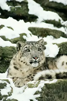 Stampe di JD-3420 Leopardo nebbiolo Panthera uncia Giovanni Danielli Si prega di notare che le stampe sono destinabili solo a scopo personale e non possono essere riprodotte in alcun modo Leopardo Delle Nevi Stampe: Gatto nebbioso