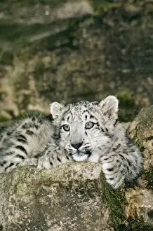 Stampe di JD-5312 Ghiaccioardo Leopardo d'oro Unica uncinata Giovanni Danielli Prendere nota che le stampe sono destinati ad uso personale solo e potrebbero non essere riprodotte in alcun modo Leopardo Delle Nevi Stampe: Leopardo di neve