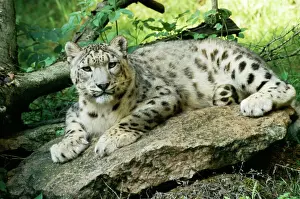 Stampe di Snow Leopard WAT-4569 Uncia uncia M. Watson Prendere nota che le stampe sono destinati solo a scopi di visualizzazione personale e potrebbero non essere riprodotte in alcun modo Leopardo Delle Nevi Stampe: Leopardo di Neve