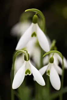 European Flower Photography Stampe: Snowdrop