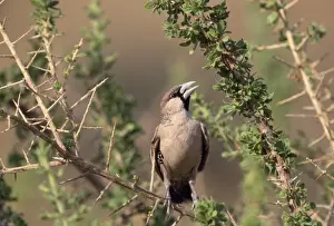 Peter Steyn Photography Stampe: Sociable Weaver