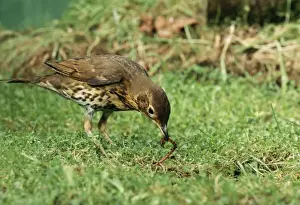 UK Birdlife Stampe: Song Thrush Pulling up worm