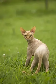Personalized Home Decor Prints Stampe: Sphynx Cat