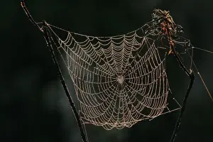 Arachnid Photography Stampe: Spider - cobweb