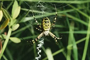 Arachnids In Europe Stampe: Spider - at web
