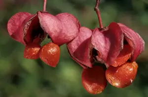 Euonymus Europaeus Images Stampe: Spindle Tree - berries