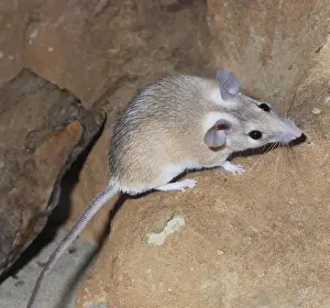 North Africa Wildlife Stampe: Spiny Mouse - Egypt