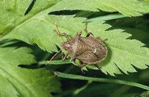 Personal Use Wildlife Artwork Stampe: Spiny Shield Bug