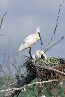Wildlife Birds Photography Stampe: Spoonbill