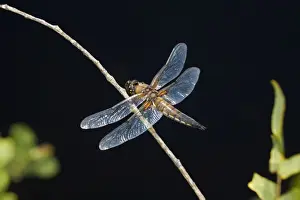 Four Spotted Chaser Stampe: Four Spotted Chaser - Cornwall - UK