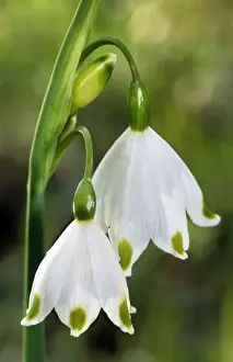 Springtime Floral Display Stampe: Spring Snowflake