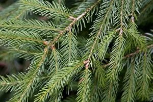 Tree Leaf Photography Stampe: Spruce Tree - needles