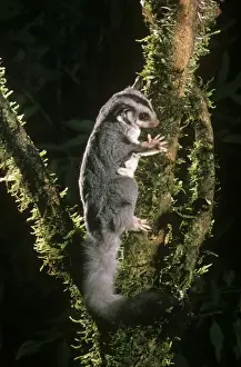 Eastern Australian Wildlife Stampe: Squirrel Glider Eastern Australia