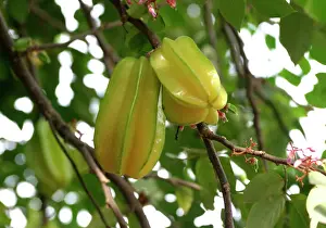 Tropical Fruit Trees Stampe: Star fruit - on tree