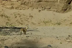 M Watson Wildlife Photos Stampe: Steenbok Namibia