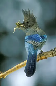 Personalized Home Decor Prints Stampe: Stellar's Jay With nesting material