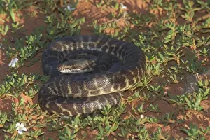Australian Snakes Stampe: Stimson's Python. Also known as Large-blotched Python - Feeds on small mammals