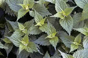Plant Identification Guide Stampe: Stinging Nettle