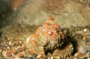 Venomous Fish Stampe: Stone Fish