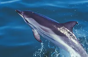Marine Life Photography Prints Stampe: Striped Dolphin