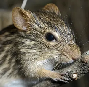 Pat Morris Photography Stampe: Striped Grass Mouse