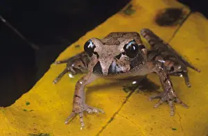 Australian Frogs Stampe: Stuttering frog