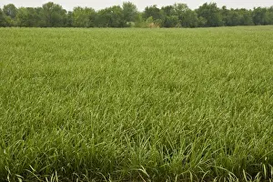 Edible Plants Stampe: Sugar Cane
