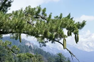 Evergreen Tree Photography Stampe: Sugar Pine