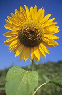 Duncan Usher Photography Stampe: Sunflower