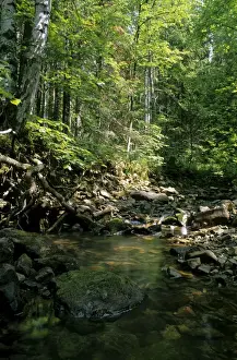 Mixed Forest Ecosystem Stampe: Sunlight on small stream in a forest