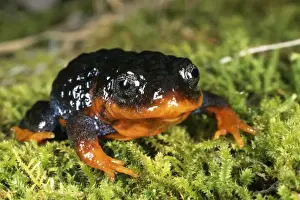 Australian Frogs Stampe: Sunset frog