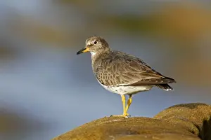 Personal Display Art Prints Stampe: Surfbird