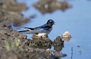 Chris Knights Photographer Stampe: Swallow