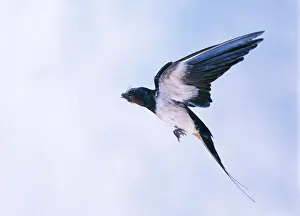 Personal Use Bird Artwork Stampe: Swallow In flight