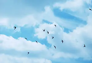 Wildlife Wall Art For Home Stampe: Swift Several in flight