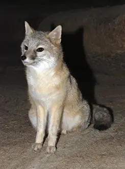 Endangered Species Artwork Stampe: Swift Fox