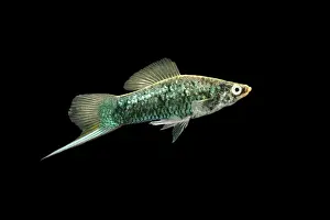 Stampe di BB-674 Spada coda di drago / Platiloga Xiphophorus helleri Brian Bevan Si prega di notare che le stampe sono destinate a scopi di visualizzazione personale solo e potrebbero non essere riprodotte Coda Di Spada Stampe: Pesce coda spada